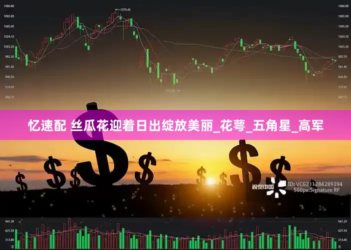 忆速配 丝瓜花迎着日出绽放美丽_花萼_五角星_高军